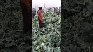 50  में 1 बोरा फुल गोभी नया भोजपुर सब्जी मंडी बक्सर बिहार #farming #phulgoviret #r_s vlogs