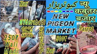 कबूतर बज़ार धुले महाराष्ट्र Kabutar Bazar Dhule Pigeon Market Maharashtra धुळे बर्ड मंड्डी کبوتربزار