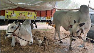 RK బుల్స్ వేటపాలెం సమరసింహా వీరనరసింహ