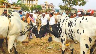 हाळी बैल बाजारातील बैल जोड्या आल्या गंगाखेड बैल बाजारात.मोठ्या मापाच्या बैल जोड्या गंगाखेड बाजार