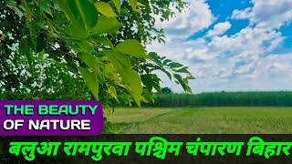 THE BEAUTY OF NATURE // बलुआ रामपुरवा पश्चिम चंपारण ( बिहार ) 🌍 // yk vlog videos