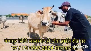 गौ रक्षक भक्त मंडली / गंगापुर सिटी लालसोट से टोंक हाईवे रोड पर / 19 नवंबर 2024 मंगलवार को / गौ माता