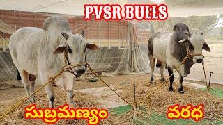 PVSR BULLS పావులూరి వీరాస్వామి చౌదరి గారు బల్లికురువ గ్రామం బాపట్ల జిల్లా వారి సీనియర్స్ గిత్తలు