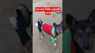 কাপোৰ পিন্ধি গুৱাহাটী যাব#Dog Life