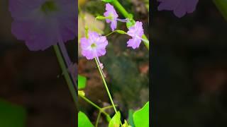 சாலையோரபூக்கள் ஏற்காடு 7/A Flower With Purple Shade & It Resembles Like Mini Hibiscus