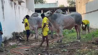 న్యూ కేటగేరి విభాగం 5800 అడుగులు లాగిన తరువాత సమరసింహా  వీరనరసింహ RK బుల్స్ వేటపాలెం