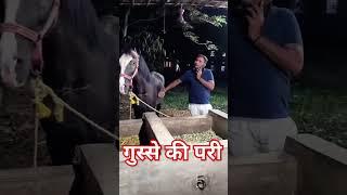 माफिया डॉन बबल मुंगेर बिहार सब को मेरा प्यार चाहिए