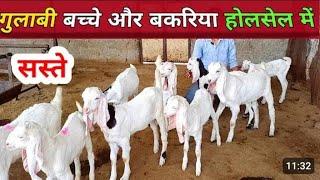 5000 ₹ की रेंज // सोजत के बकरे how to start goat farming sojat_goatIndia,s largest goat farming