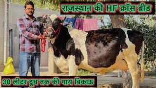 30 लीटर दूध तक की गाय बिकाऊ || राजस्थान की टॉप HF क्रॉस ब्रीड | Highmilking cross Breed cow for sale