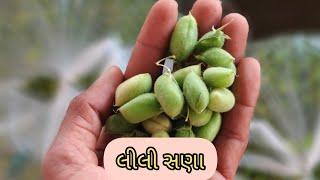 બોટાદ માર્કેટિંગ લીલા ચણા ના ભાવ જાણો આજના આ વિડીયો માં તા/08/01/2025