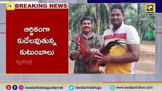 తెలంగాణ సరిహద్దుల్లో కోడి పందాల జోరు  | Kodi Pandalu In Khammam Telangana | Swatantra Telugu News