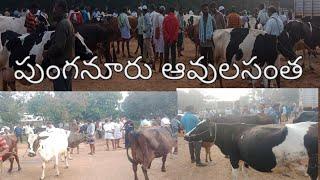 పుంగనూరు లో ఆవుల సంత 🙏 H. F. and jarsey market in punganur #trending#viaral #telugu youtube