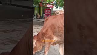 Nagpur desi cow