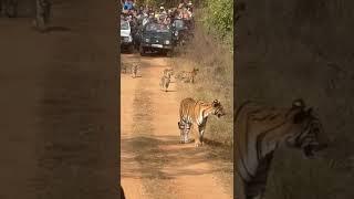 ताडोबा जंगल चंद्रपूर Tadoba jungle, Chandrapur