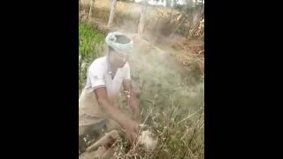 #beautiful #vairal#shorts #video #koraaput #କୋରାପୁଟ 🐀🐀🐁🐁🐿️🐿️🐱