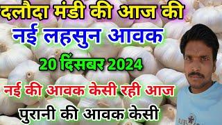 दलौदा मंडी आज की लहसुन की आवक 20 दिसंबर 2024 |garlic arrival today daloda Mandi