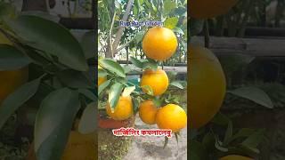 দার্জিলিং কমলা । Darjeeling Orange।