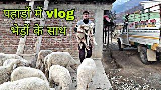 Pahadon Me Bhedon Ke Sath 😍 || Chamba Churah || Vlog With Nelu