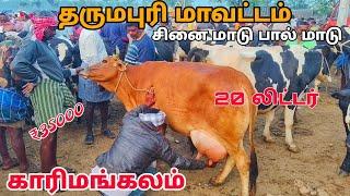 karimangalam Cow market குறைந்த விலையில் HF Jersey மாடு காரிமங்கலம் சந்தை தருமபுரி மாவட்டம்