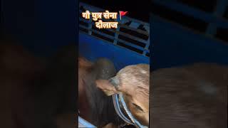 गौ पुत्र सेना दौलाज खिलचीपुर