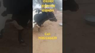 रावतसर, hanumangarh Rajasthan