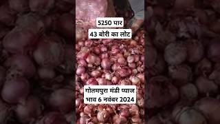 गोतमपुरा मंडी प्याज भाव 6 नवंबर 2024