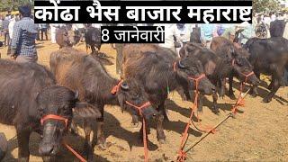 भैस मार्केट कोंढा विदर्भ महाराष्ट्र 🔥 ! buffelo mandi bhandara maharashtra 8_1_2025