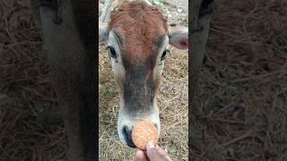 ♥️🐂❤️ আমি একজন নবদ্বীপ বাঁশী সামান্য একজন গোমাতা সেবক ❤️🙏🐂🙏♥️