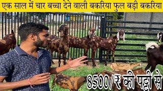 8500/-₹पट्टी से सिरोही बकरी how to start goat  farmingsojat sirohi(India's largest goat farming