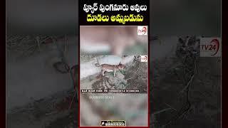 ప్యూర్ పుంగనూరు ఆవులు  దూడలు అమ్మబడును