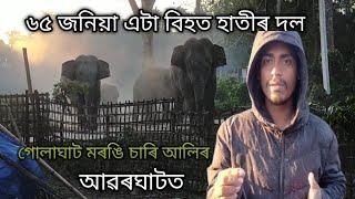 ৬৫ জনিয়া এটা বিহত হাতীৰ দল গোলাঘাট মৰঙি চাৰি আলিৰ আৱৰঘাটত 😍 😍