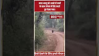 Bandhavgarh Tiger Reserve: Bandhavgarh के जंगलों में मादा भालू और बच्चों की सैर का अद्भुत नजारा।