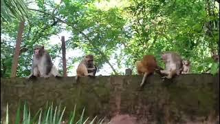 গুৱাহাটী চিৰিয়াখানা//Guwahati Zoo