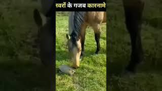 जानवरों के गजब करनाल