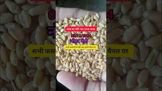 नोहर मंडी के भाव 03 दिसम्बर 2024 || dhan ke bhav | 1121 dhan ke bhav | basmati dhan mandi bhav