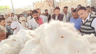 कुक्षी मंडी भाव देखे || कपास मंडी भाव आज का || Aaj ka kukshi Kapas Mandi Bhav || Cotton Rate Today