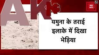 Kaushambi:बीमार होने के चलते भाग भी नहीं पा रहा भेड़िया, लोगों ने वीडियो बनाकर किया वायरल