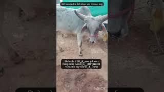 25_12_2024_હાજરમા છે વેચાણ માટે બાયડ અરવલ્લીExploringGujarat4482