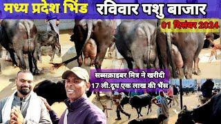 मध्य प्रदेश भिंड पशु बाजार | Madhya Pradesh Bhind Pashu bazaar | 01/12/2024 | Pashu Mandi