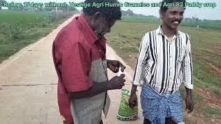 Pudur M.Venkateswarlu sir paddy crop before 15days without Vestige Agri Humic Granules, 9502965239💐💥