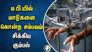 Madhya Pradesh மாடுகளை கொன்ற சம்பவம் | சிக்கிய கும்பல் | Nagpur | Cow Kill | Religion Fight