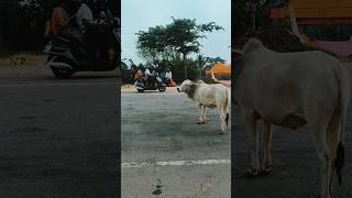 Ambadi Payyukal Meyum Gundulpettu Travel Karnataka