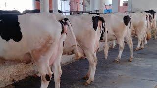 ABS,Denmark Breed || Top quality Heifer at Maratha Dairy Farm || Karnal-Haryana