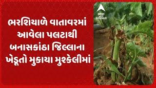 Banaskantha Farmer | ભરશિયાળે વાતાવરમાં આવેલા પલટાથી બનાસકાંઠા જિલ્લાના ખેડૂતો મુકાયા મુશ્કેલીમાં