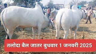 तलोदा बैल जातर बुधवार 1 जनवरी 2025 || bail yatra taloda || #बैलखरेदी #बैलगाडा #खिल्लार 🐂💥