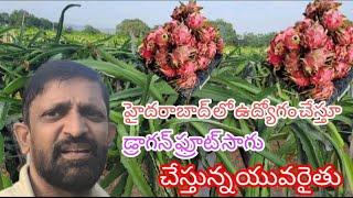 Job in Hyderabad, Dragon Fruit Farming in Pulivendula/హైదరాబాదులో జాబ్ చేస్తూ డ్రాగన్ ఫ్రూట్ సాగు.