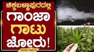 ಚಿಕ್ಕಬಳ್ಳಾಪುರದಲ್ಲಿ ಗಾಂಜಾ ಗಾಟು ಜೋರು ! | ಚಿಕ್ಕಬಳ್ಳಾಪುರ MMTV-News 07-01-2025