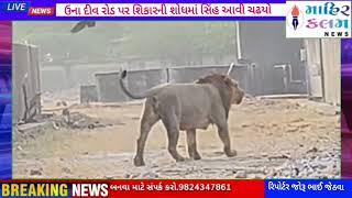 ઉના દીવ રોડ પર શિકારની શોધમાં સિંહ આવી ચઢયો