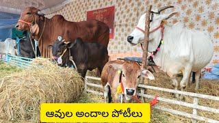 కేశనపల్లిలో ఆవుల అందాల పోటీలు | cow beauty contest at kesanapalli | maa konaseema | cow beauty