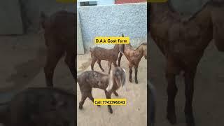 #सिरोही बच्चे goats For sela all India #supplier call number 7742396042